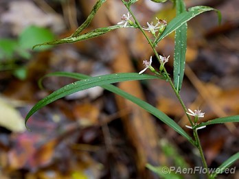 Flowers and leaves